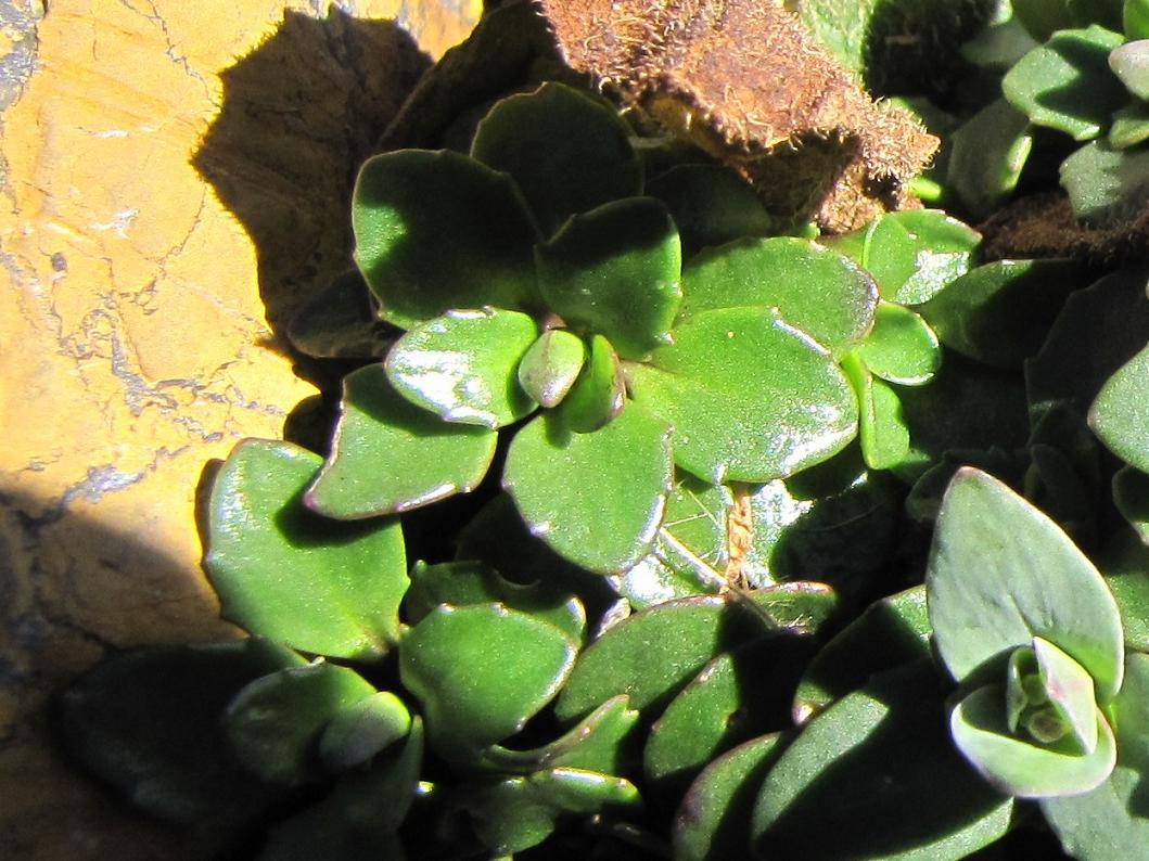 Noccaea corymbosa (=Thlaspi lereschianum) e Papaver alpinum